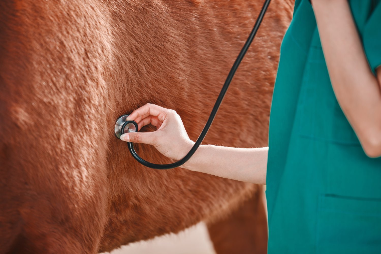 Horse, woman veterinary and stethoscope in hand outdoor for health and wellness. Doctor, professional nurse or vet person with an animal for help, medical care and listening to heart or breathing