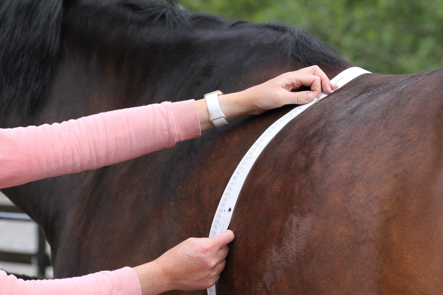 Horses weight being measured, with a equine weight tape. Equestrian