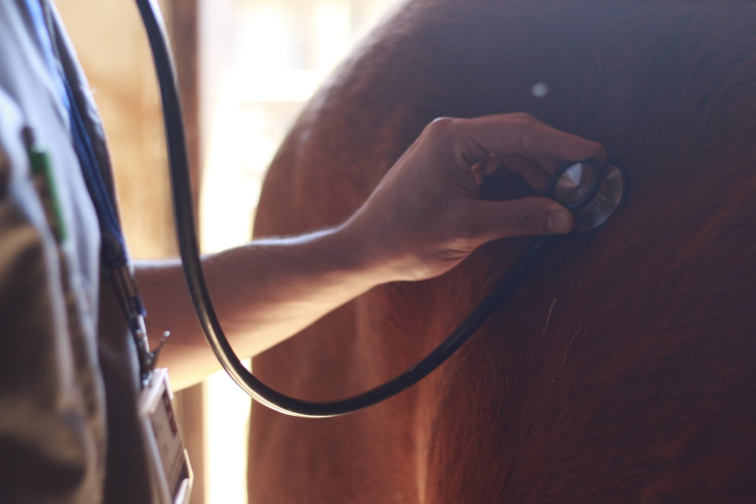 Veterinarian exam horse with stethoscope