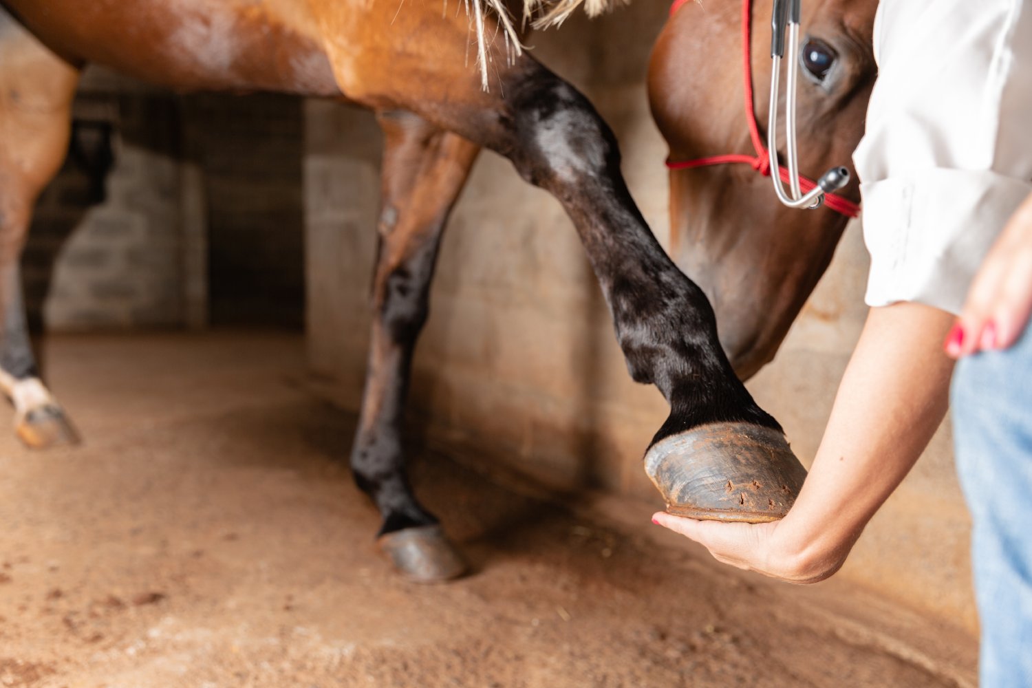 Veterinarian examining horse leg tendons. Selective focus on hoof.