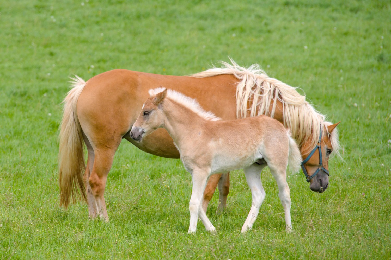 a pretty young Haflinger foal with its mother