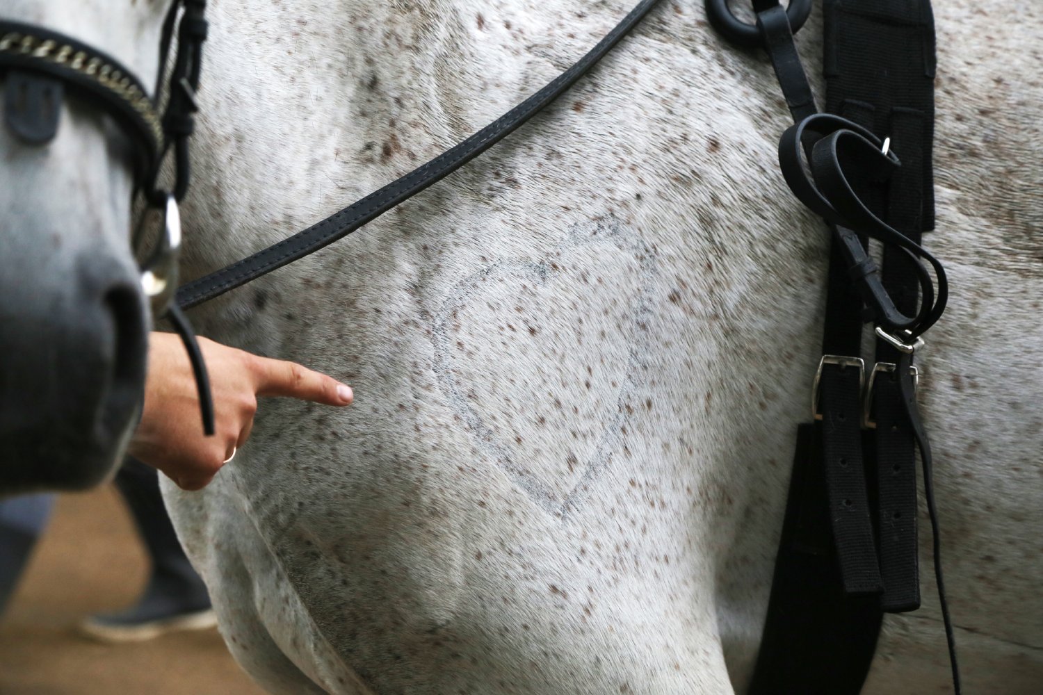 hand indicates a shaved heart-shaped symbol on a white horse shoulder