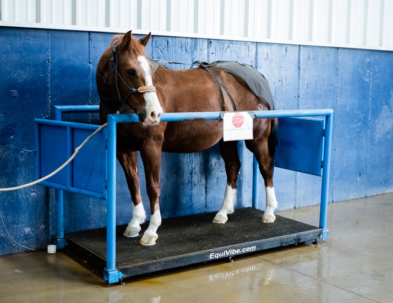 A chestnut horse stands calmly on an EquiVibe vibration platform wearing a therapy blanket, in a blue and white veterinary treatment area – South Valley Equine