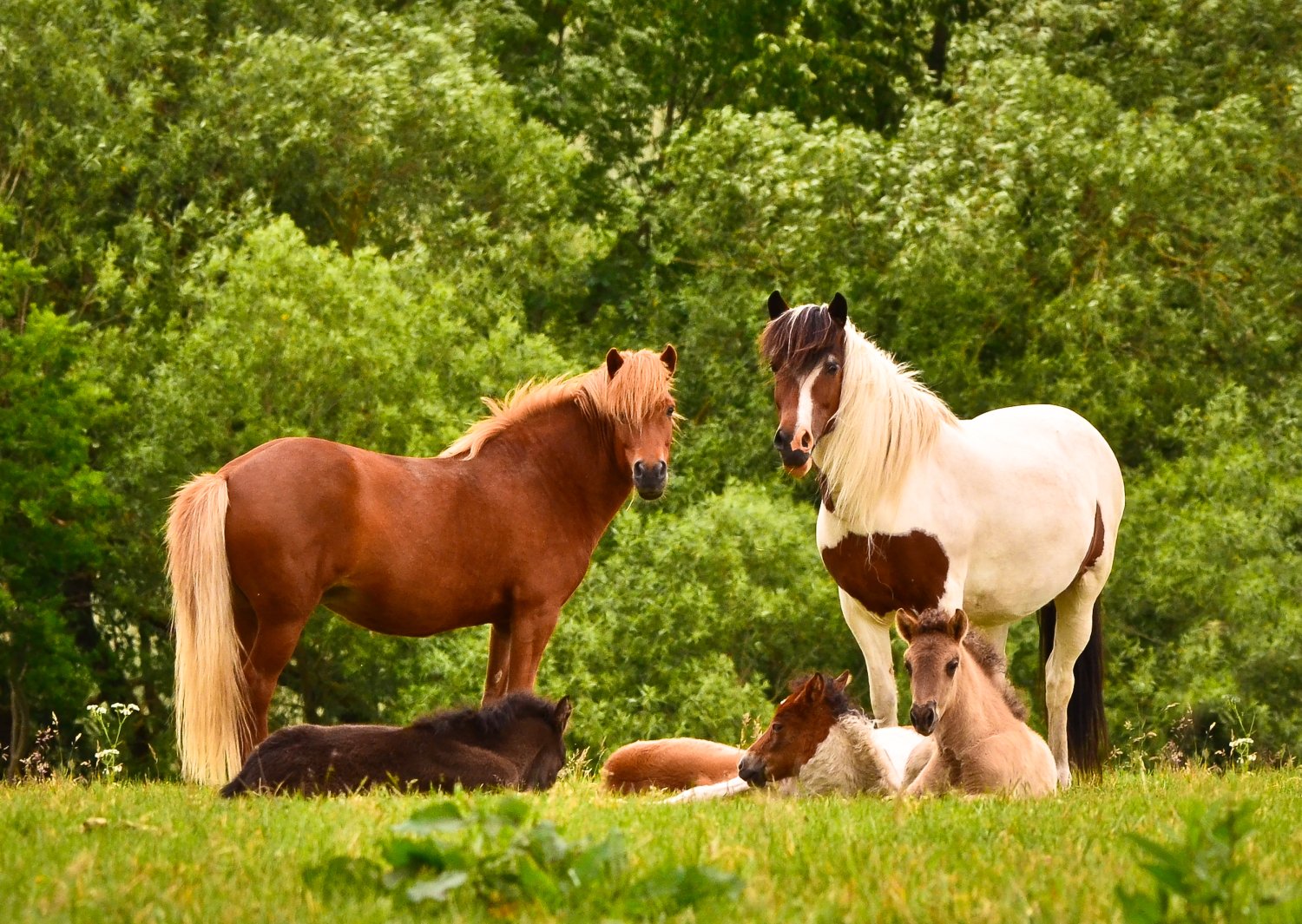Veterinarian Examining Horse – Valley Equine Reproduction two mares of Icelandic horses are watching over the cute sleeping foals of the herd in the wide grassland
